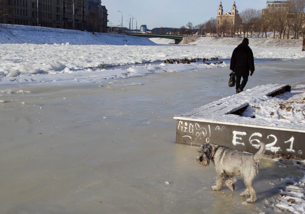 Praeivis vaikščiojantis ant Neries ledo