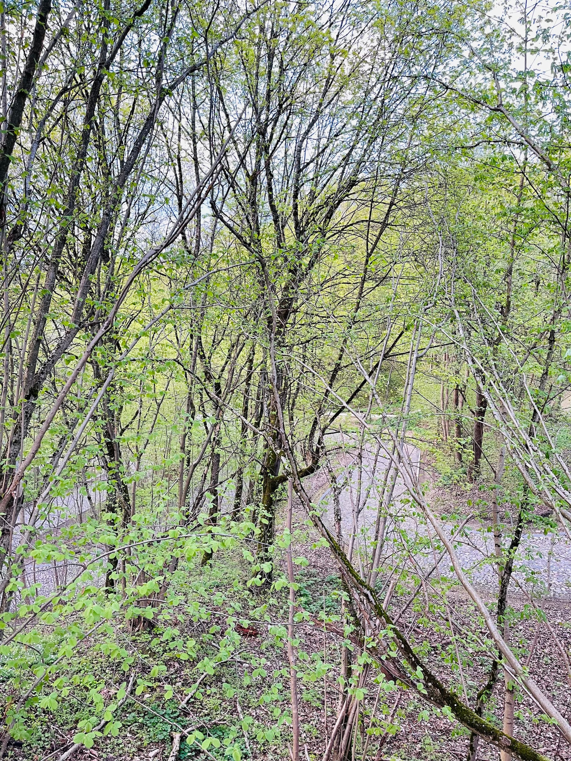 Tuputiškių serpantinas Pavilnyje_Gabijos Lunevičiūtės nuotr.
