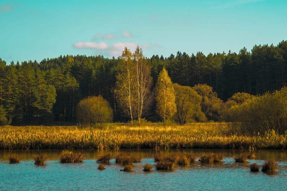 Dvarčionių pieva ir pelkutė_Gražinos Žilionienės nuotr.