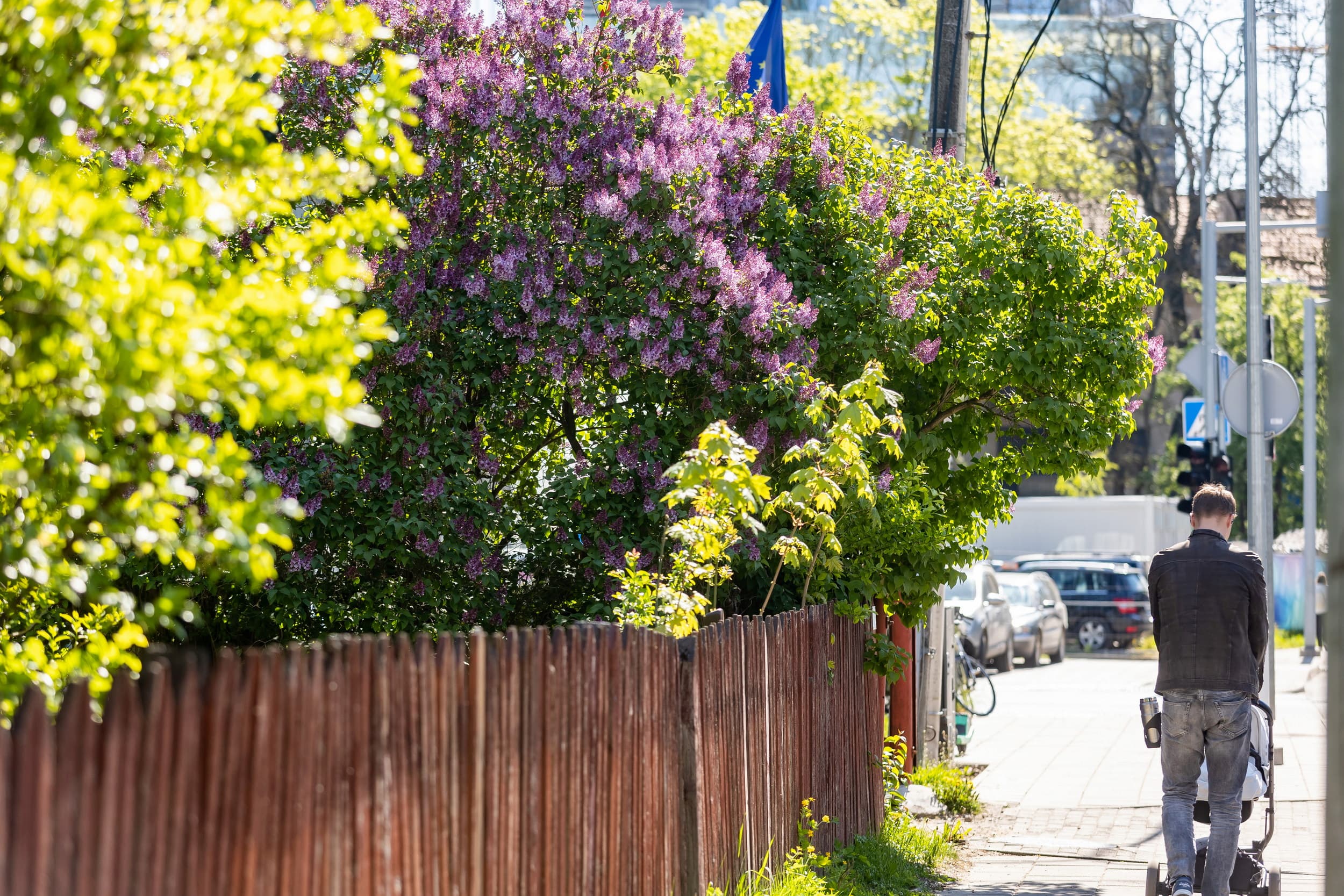 Alyvų sala Kalvarijų rajone. Sauliaus Žiūros nuotr.