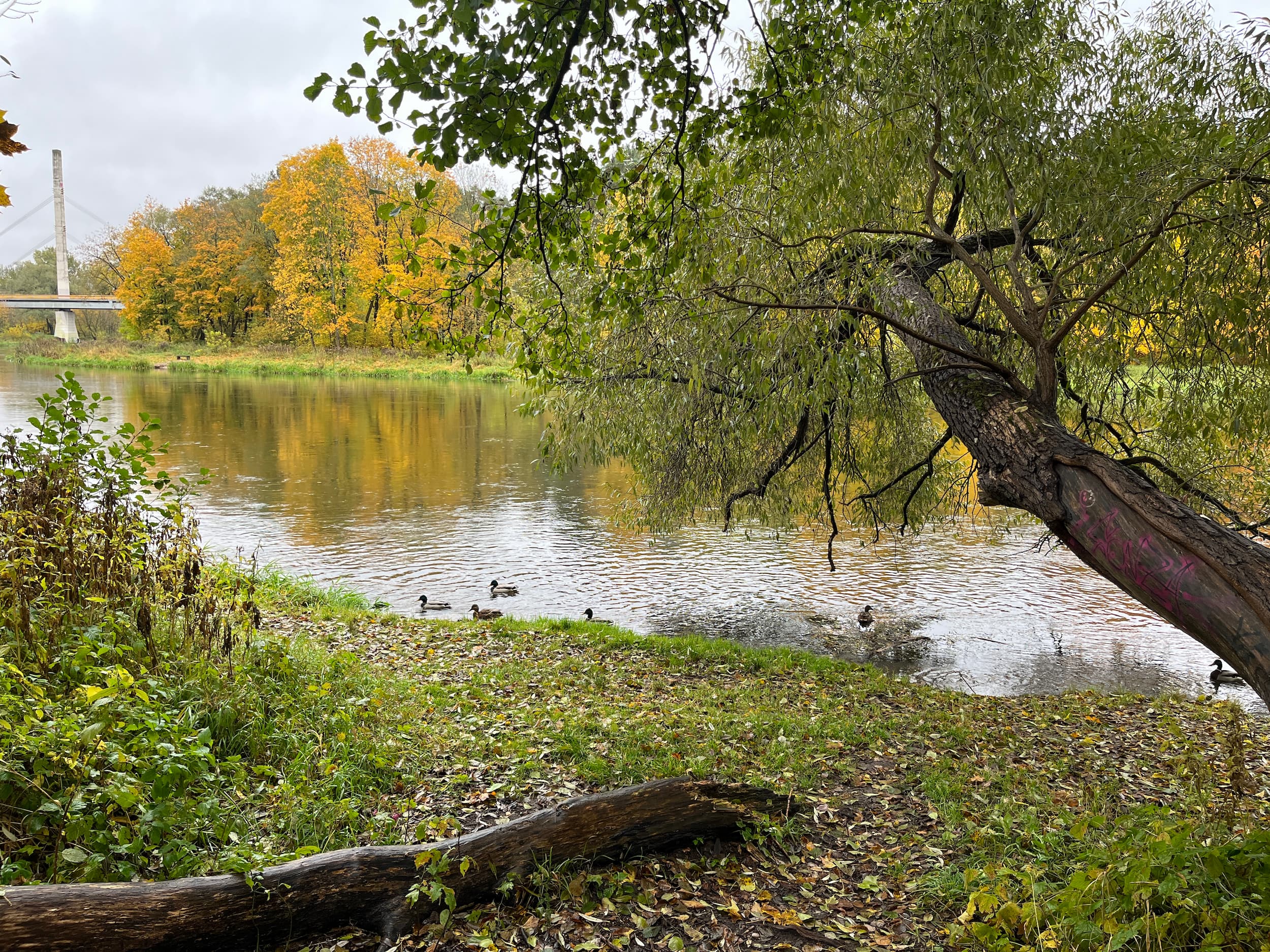 Neries pakrantė_Monikos Vaicenavičienės nuotr.