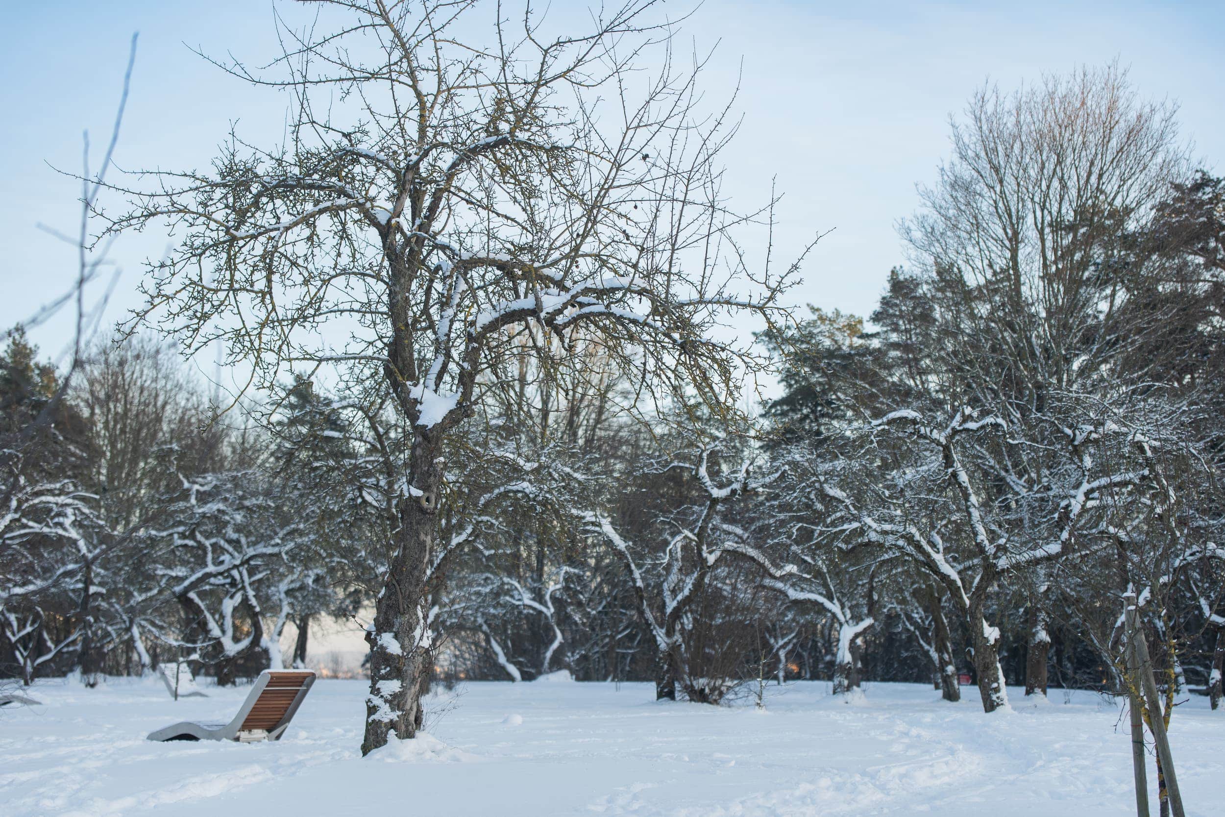 Obelų sodas žiemą_Vytautės Ribokaitės nuotr.